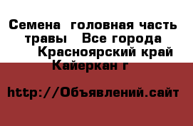 Семена (головная часть))) травы - Все города  »    . Красноярский край,Кайеркан г.